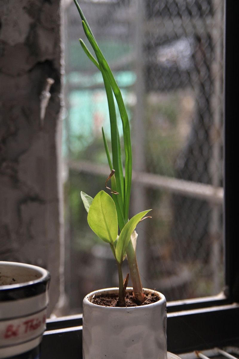 ống kính Tamron AF 17-50mm f2.8 XR Di II VC for Canon - Ống kính Canon EF