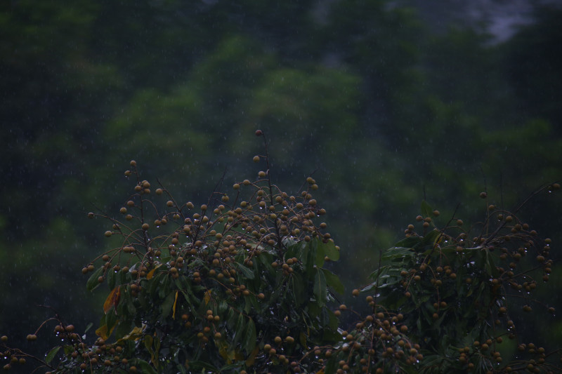 Lens Sigma 170-500mm APO for canon EF