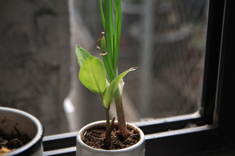 ống kính Tamron AF 17-50mm f2.8 XR Di II non VC for Canon - Ống kính Canon EF