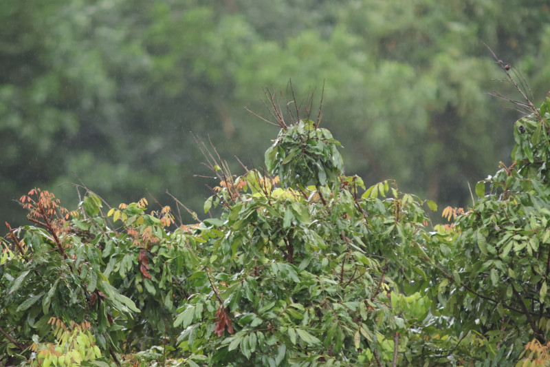 Lens SIGMA AF APO 70-210mm F2.8 CANON EF - Máy ảnh Phim