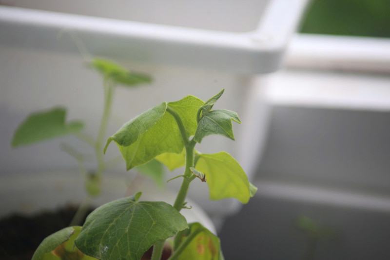 Lens Tamron 80-210mm for canon EF full frame and crop - Ống kính Canon EF