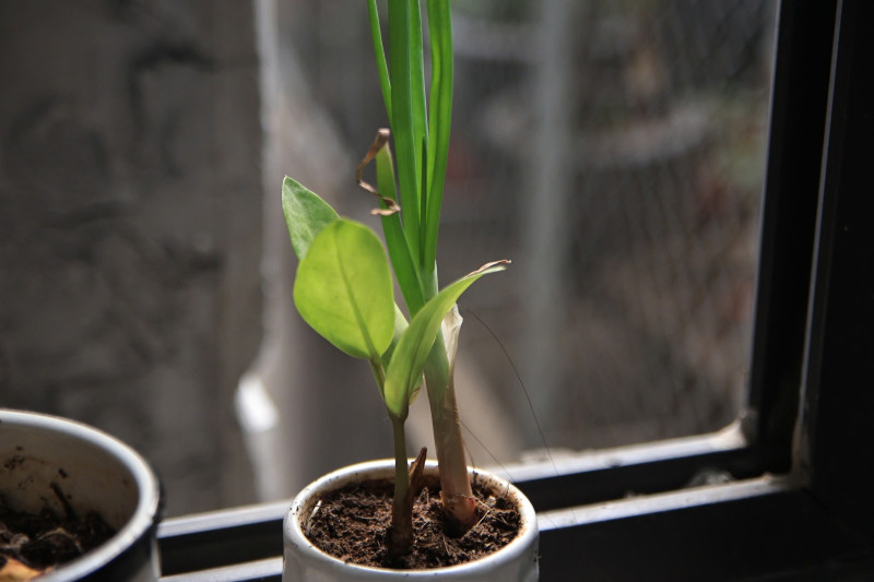 ống kính Tamron AF 17-50mm f2.8 XR Di II VC for Canon - Ống kính Canon EF